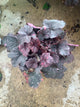 Heuchera midnight 'Midnight Rose'