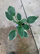 Hosta francee 'Francee'