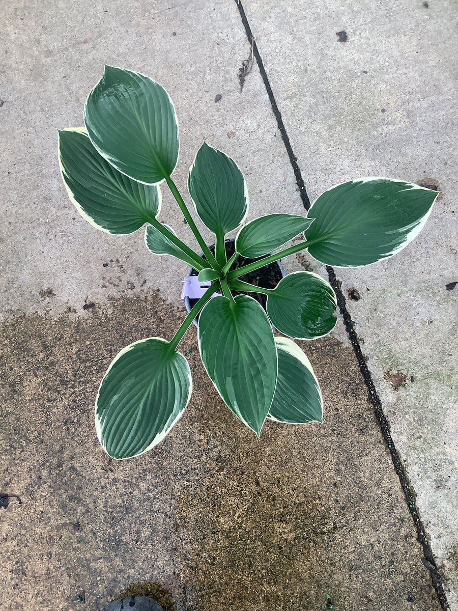 Hosta francee 'Francee' â€” QT