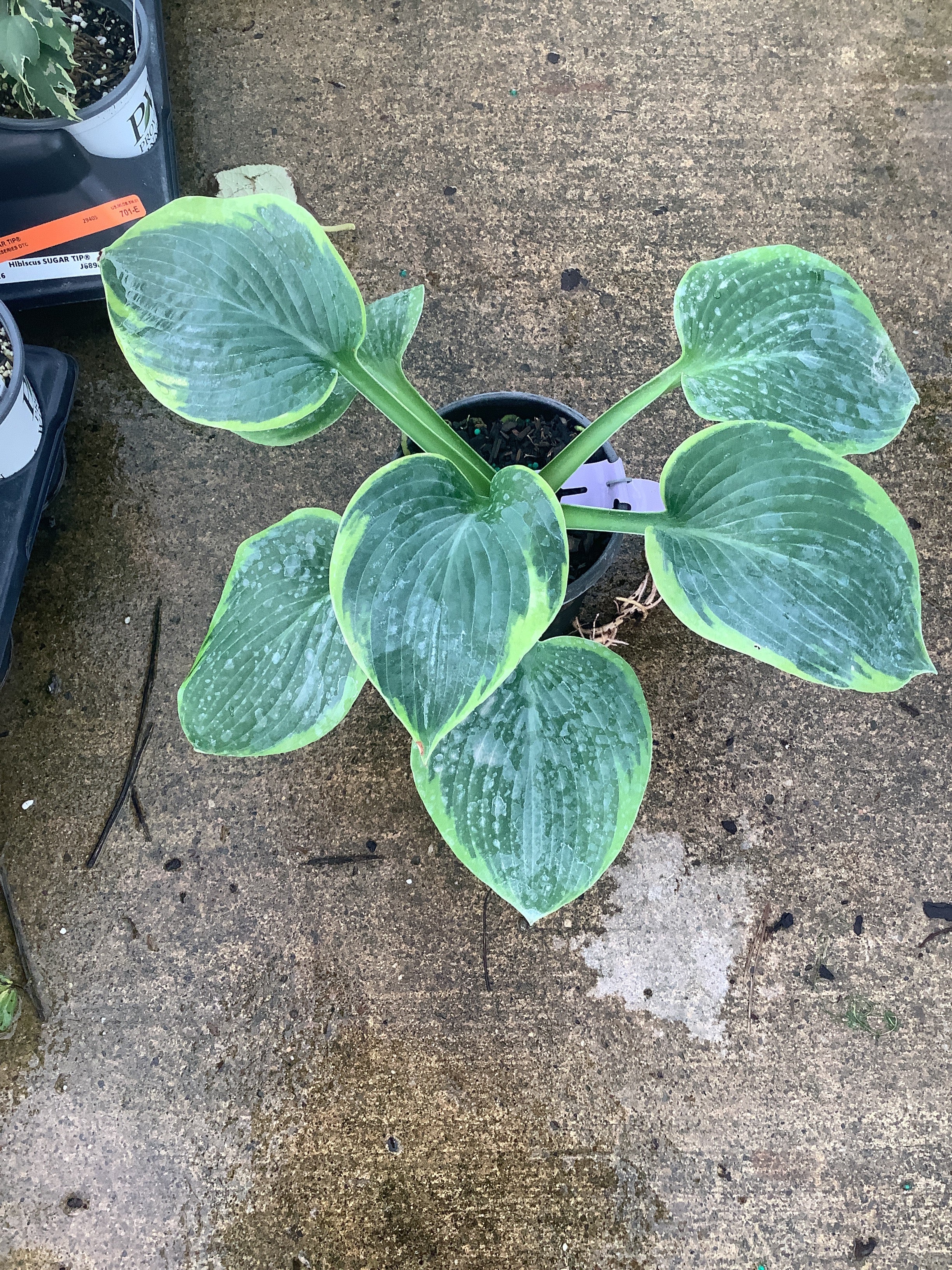 Hosta francis 'Williams'
