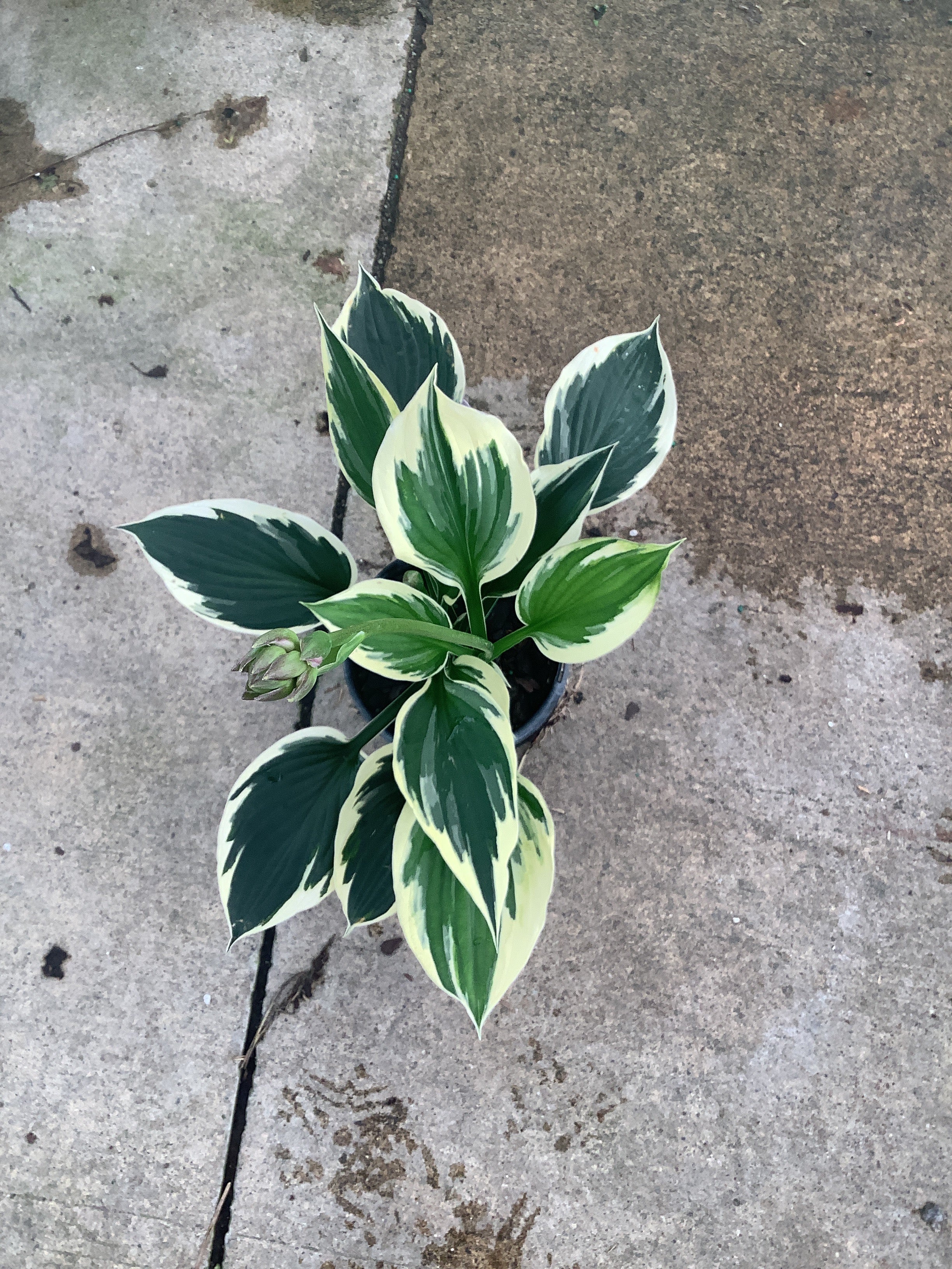 Hosta patriot 'Patriot'