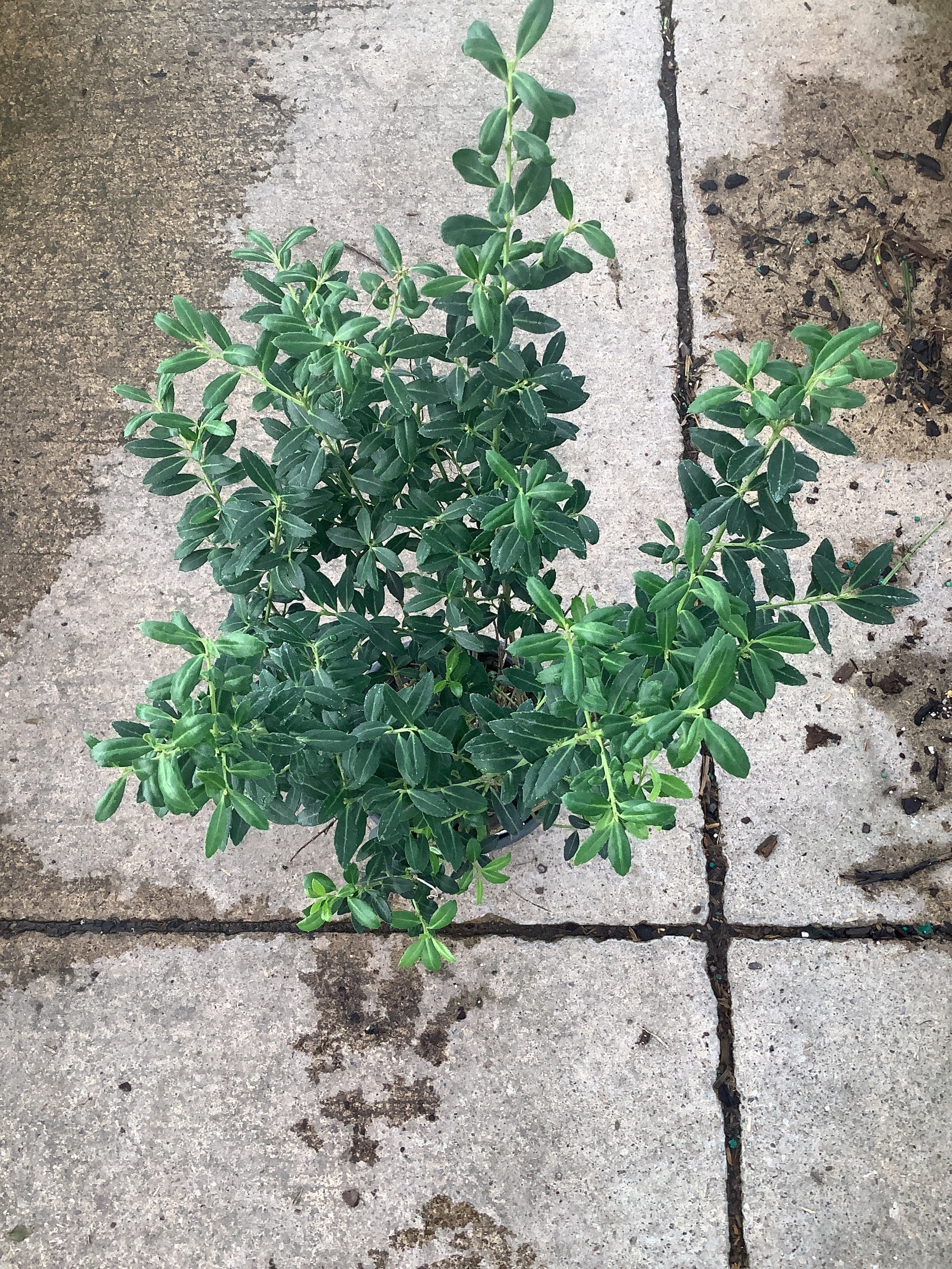 Ilex crenata 'Soft Touch'