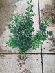 Ilex crenata 'Soft Touch'
