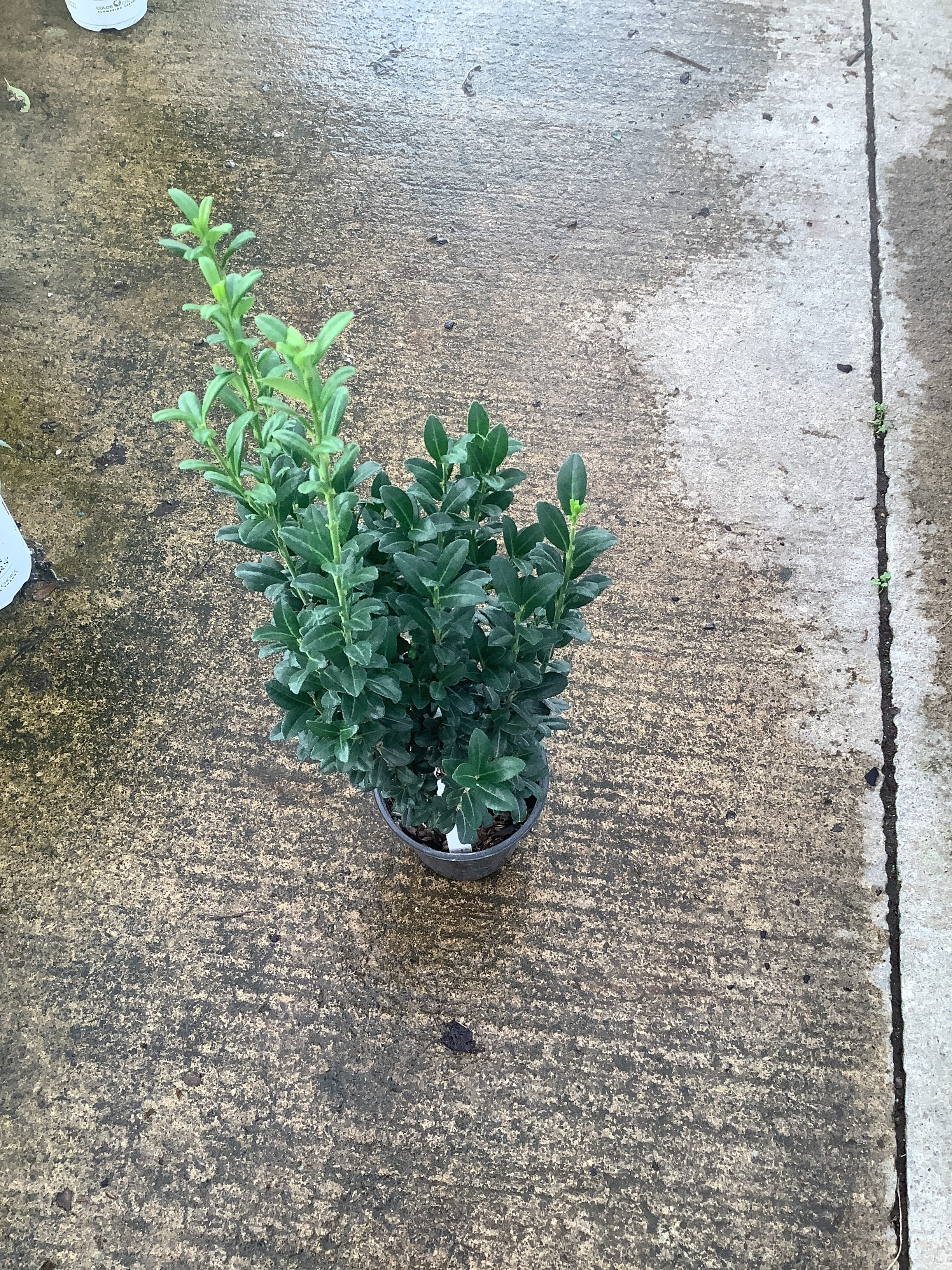 Ilex crenata 'Sky Pencil'