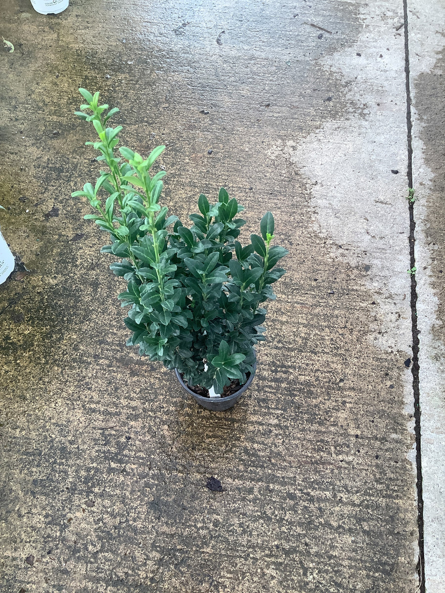 Ilex crenata 'Sky Pencil' â€” QT