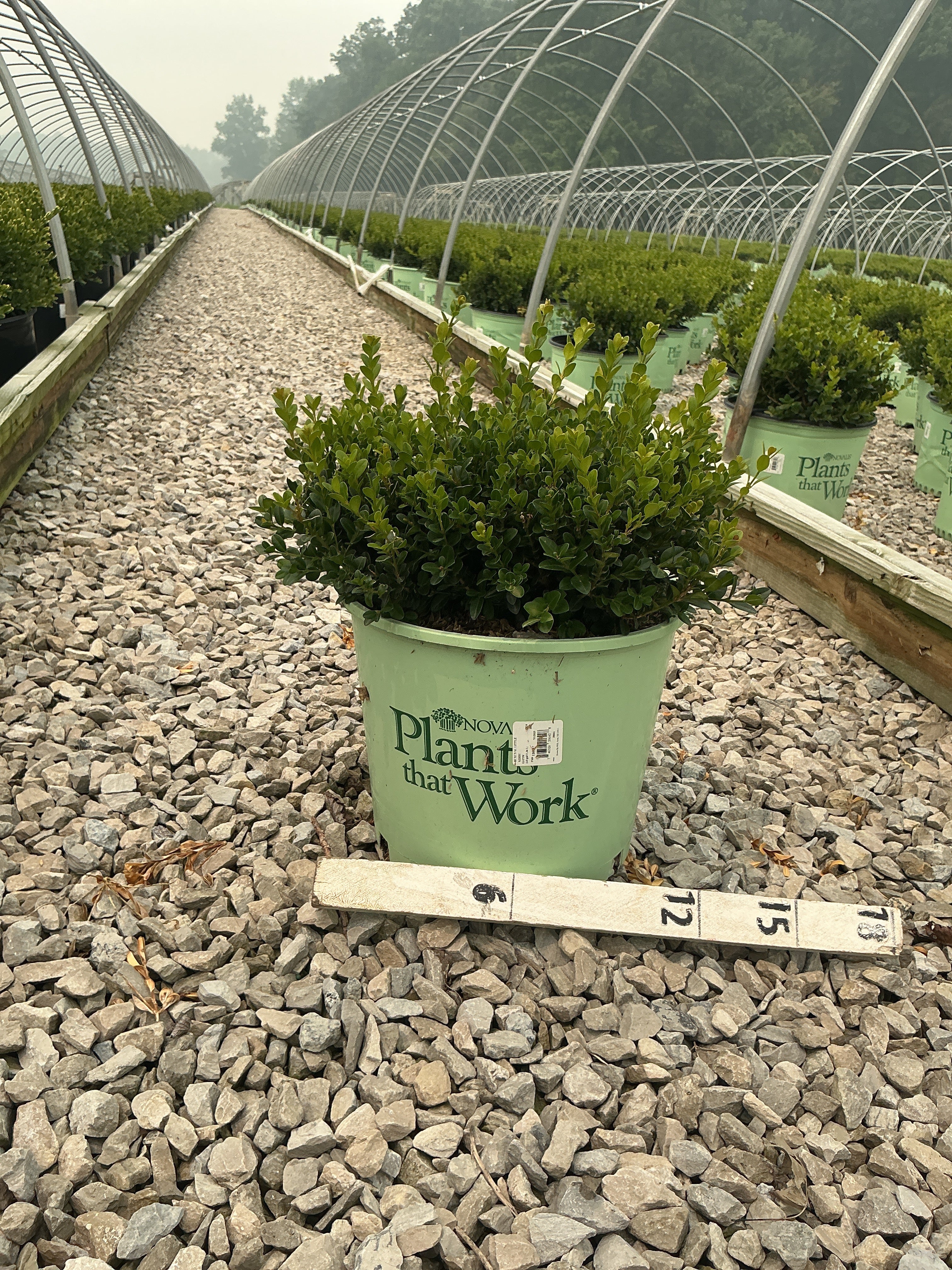 Buxus microphylla 'Little Missy'