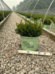 Buxus microphylla 'Little Missy'