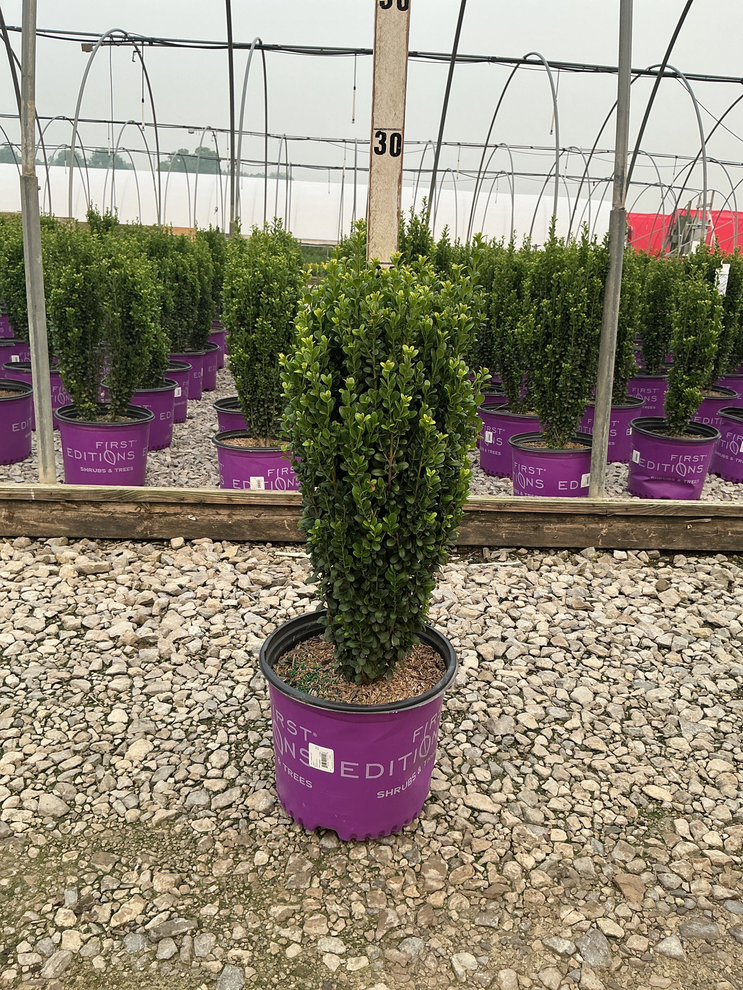 Ilex crenata 'Straight And Narrow'