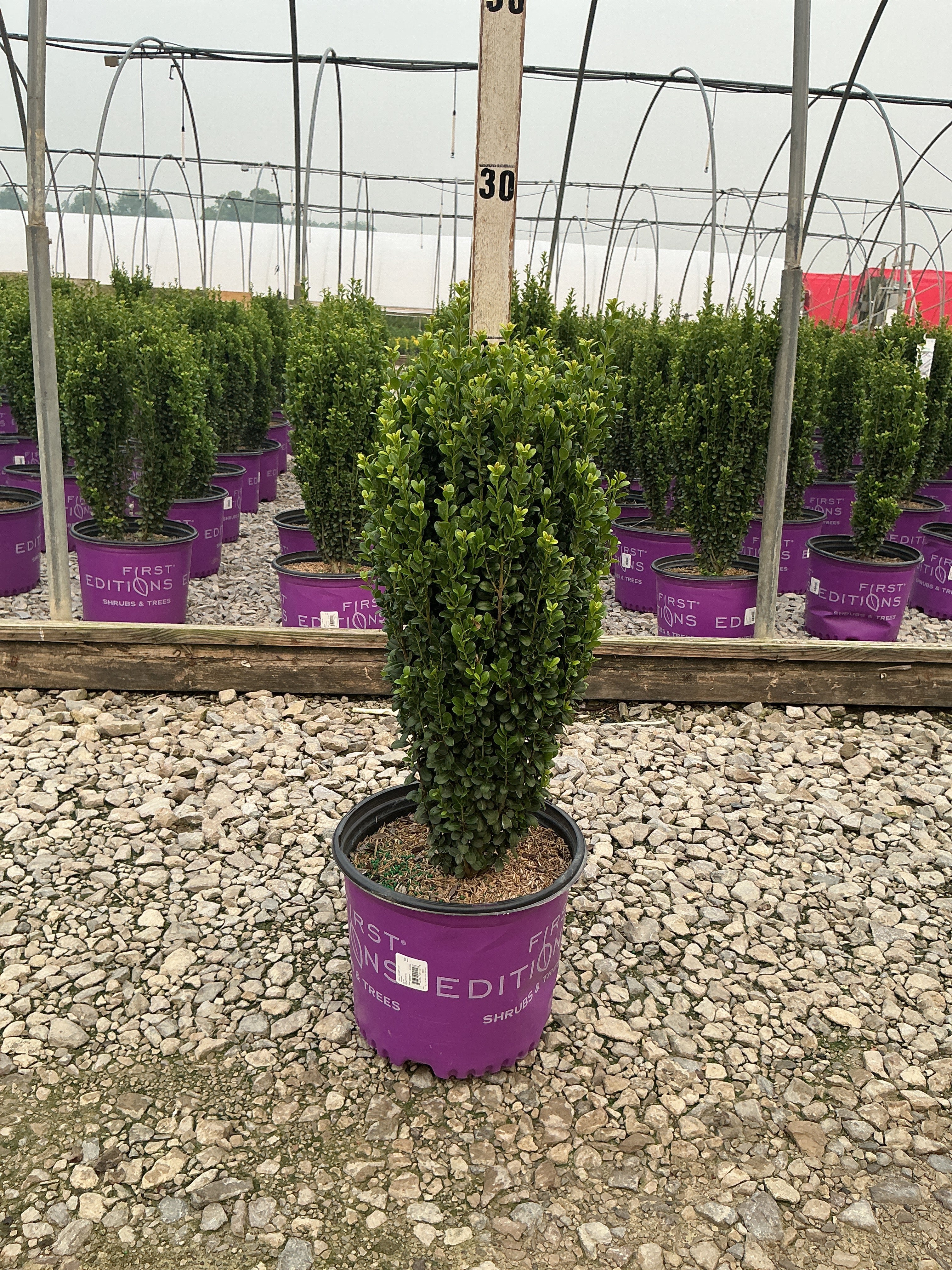 Ilex crenata 'Straight And Narrow'