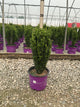 Ilex crenata 'Straight And Narrow'