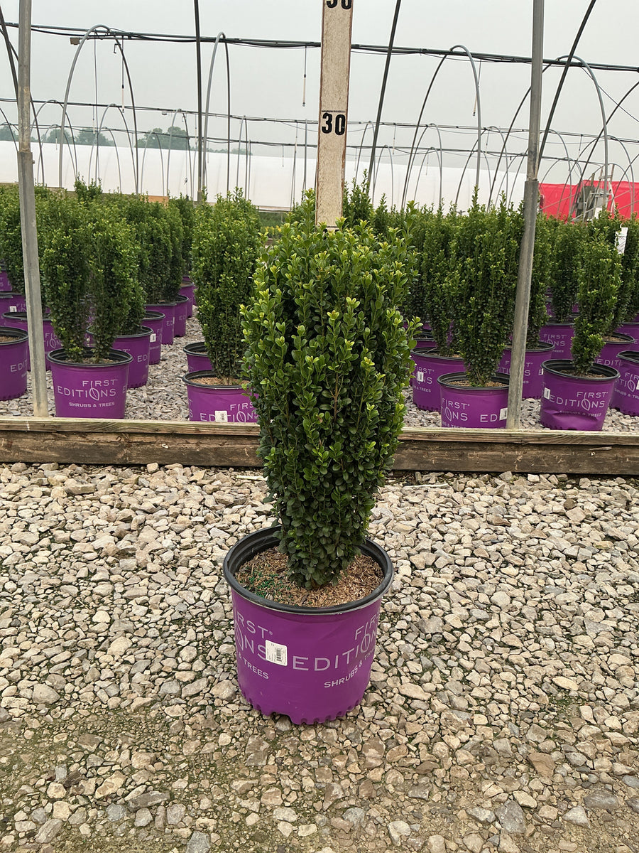 Ilex crenata 'Straight And Narrow' â€” G3 FE