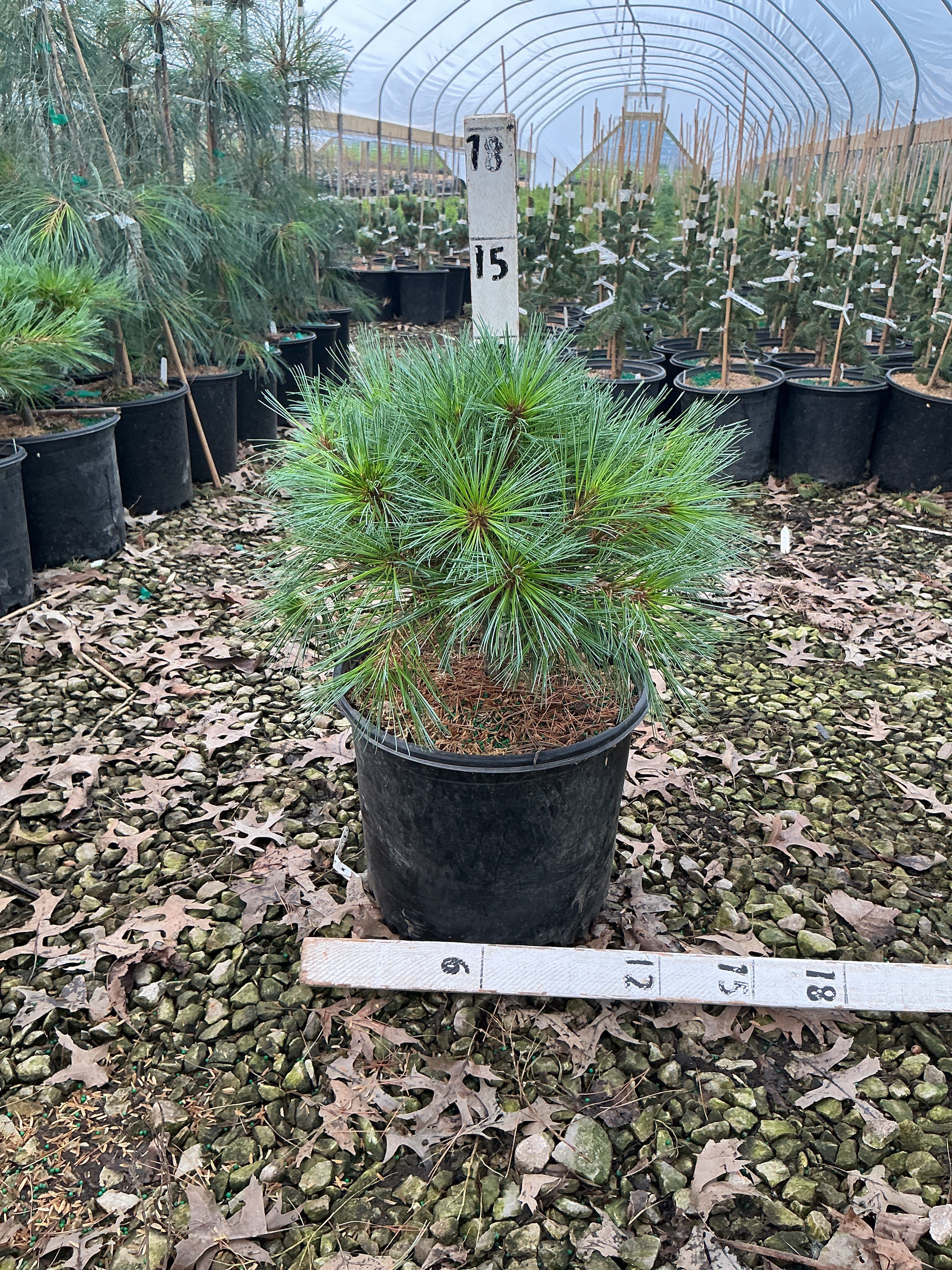Pinus strobus 'Blue Shag'
