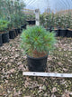 Pinus strobus 'Blue Shag'