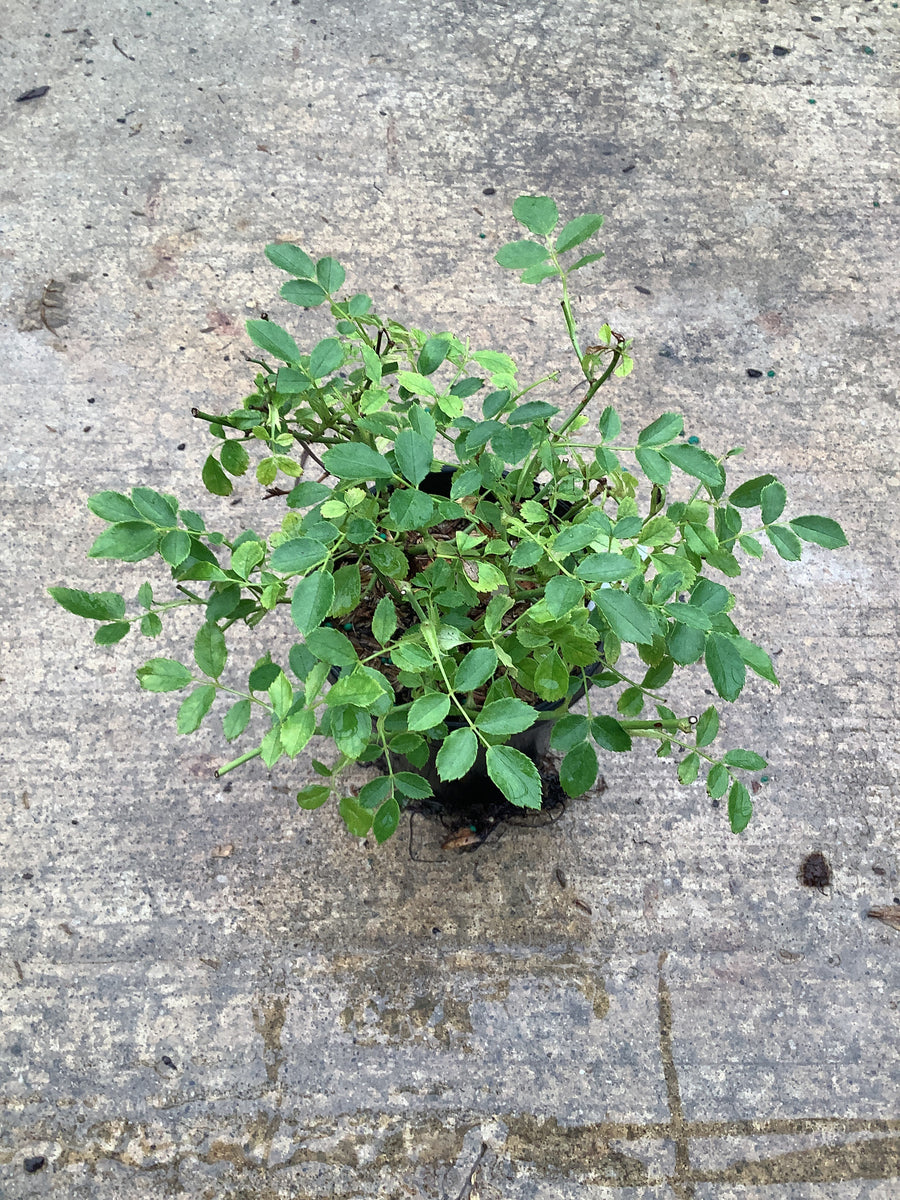 Rosa 'Drift Meigalpio' â€” QT