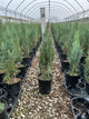 Juniperus scopulorum 'Skyrocket'