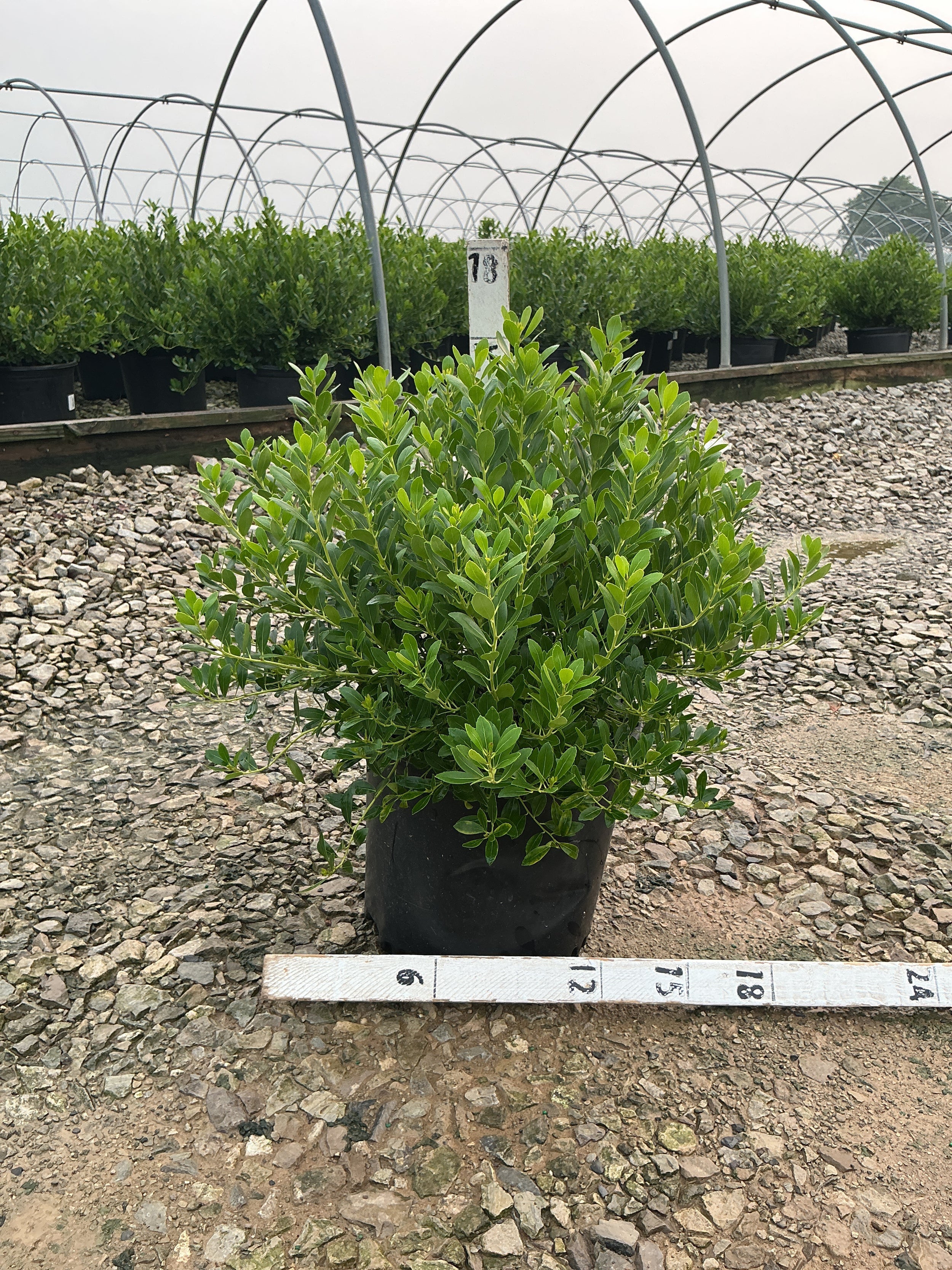 Ilex glabra 'Densa'