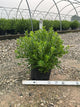 Ilex glabra 'Densa'