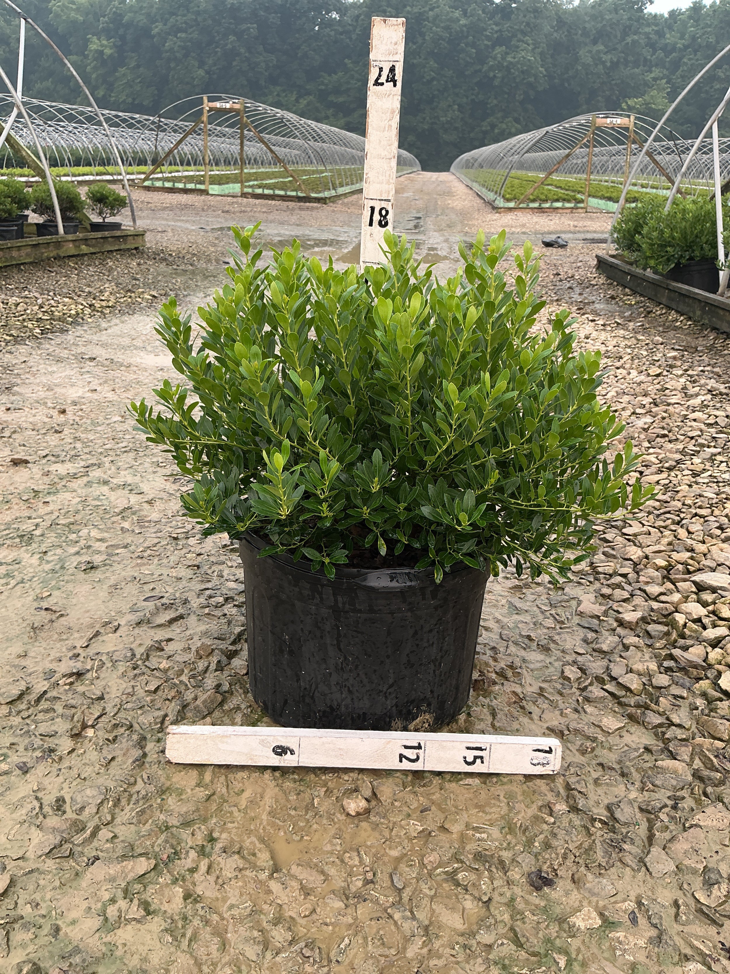 Ilex glabra 'Densa'