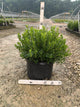 Ilex glabra 'Densa'