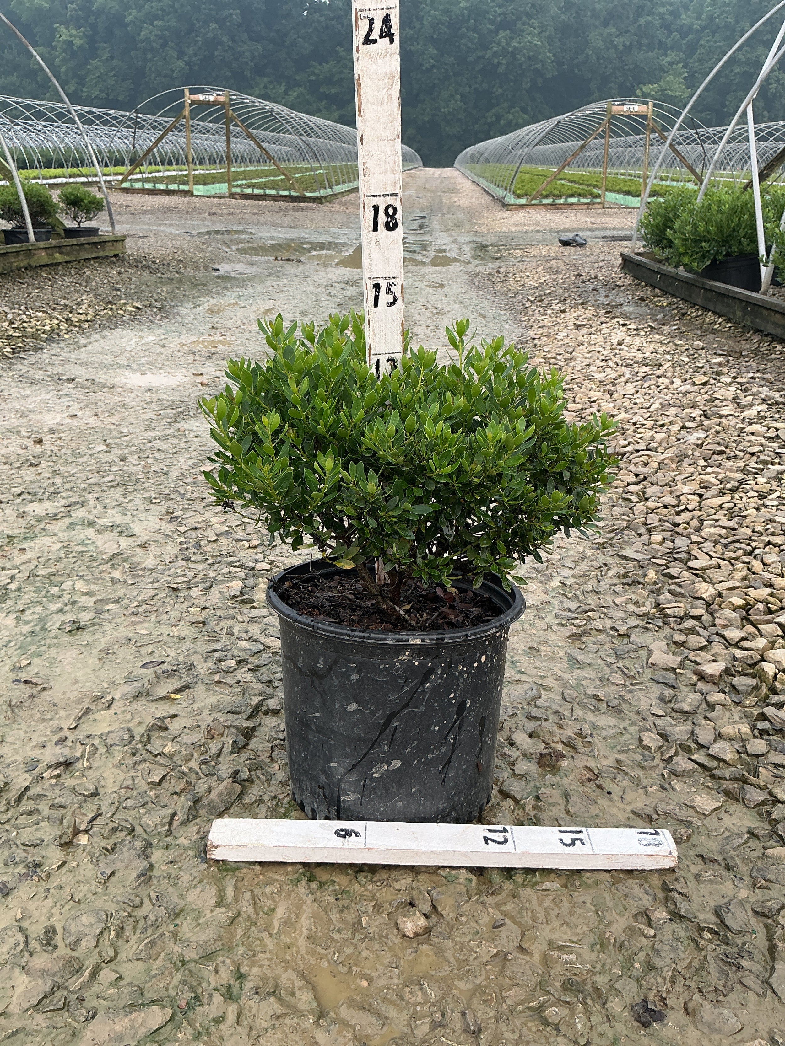 Ilex glabra 'Forever Emerald'