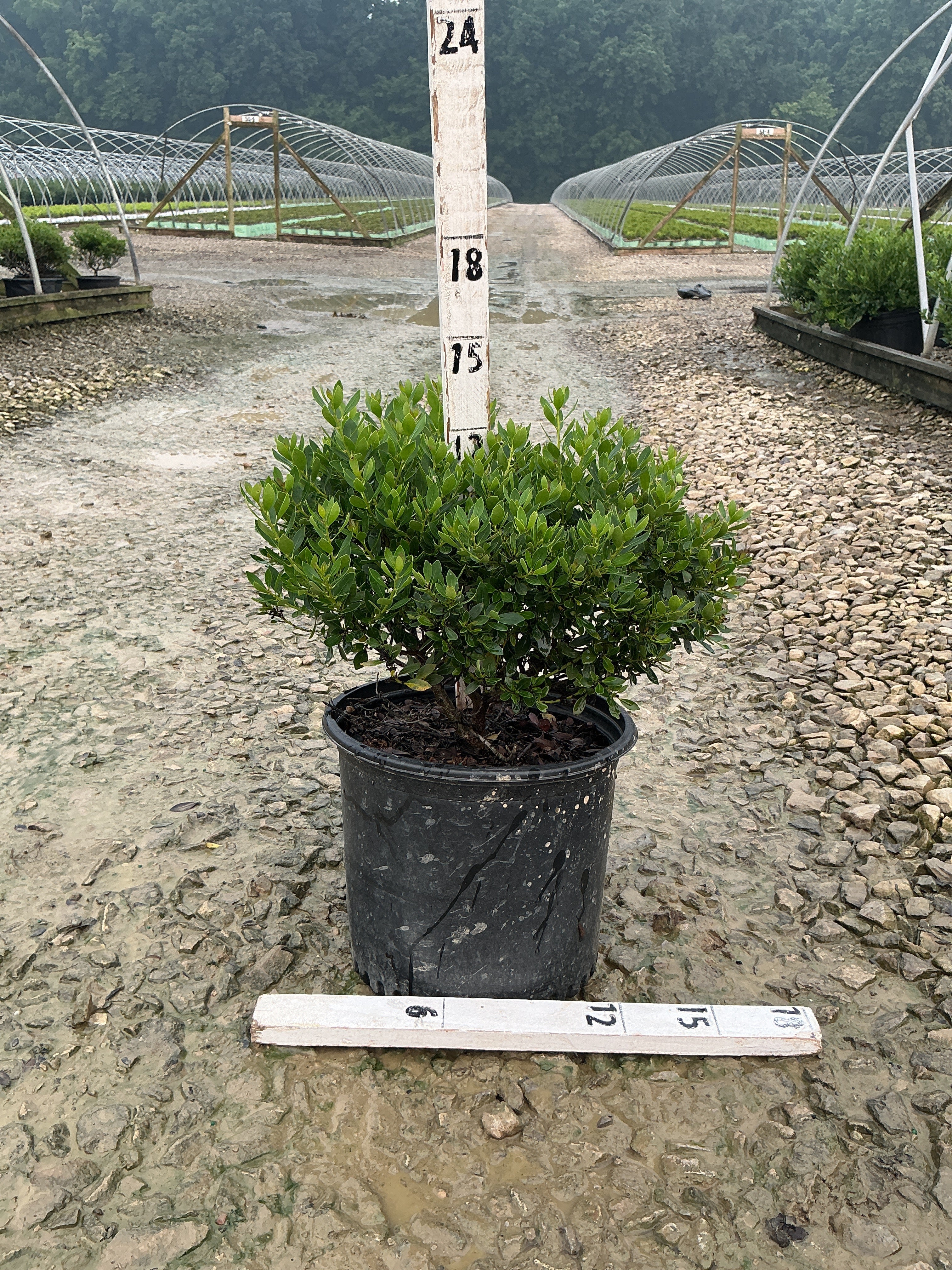 Ilex glabra 'Forever Emerald'
