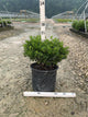 Ilex glabra 'Forever Emerald'