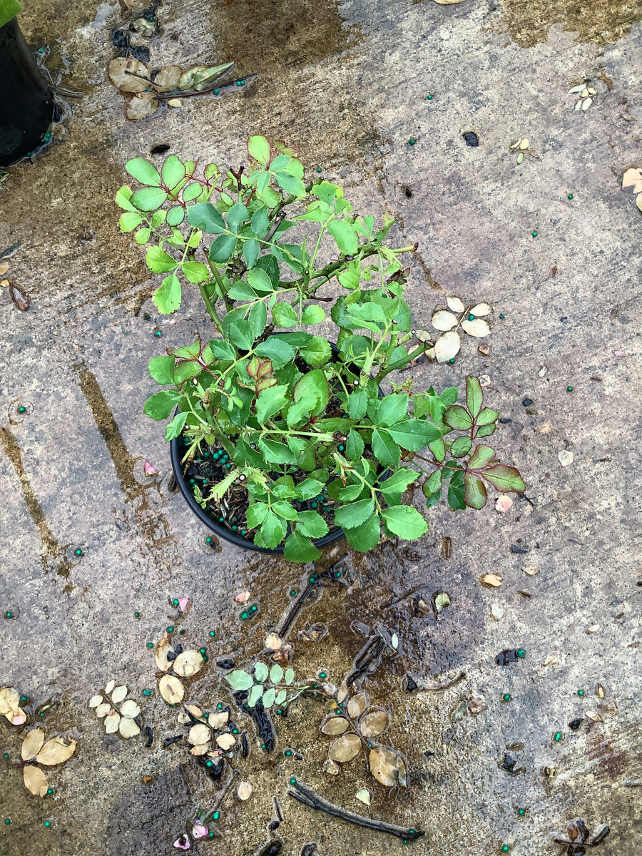 Rosa 'Drift Meiswetdom' â€” QT