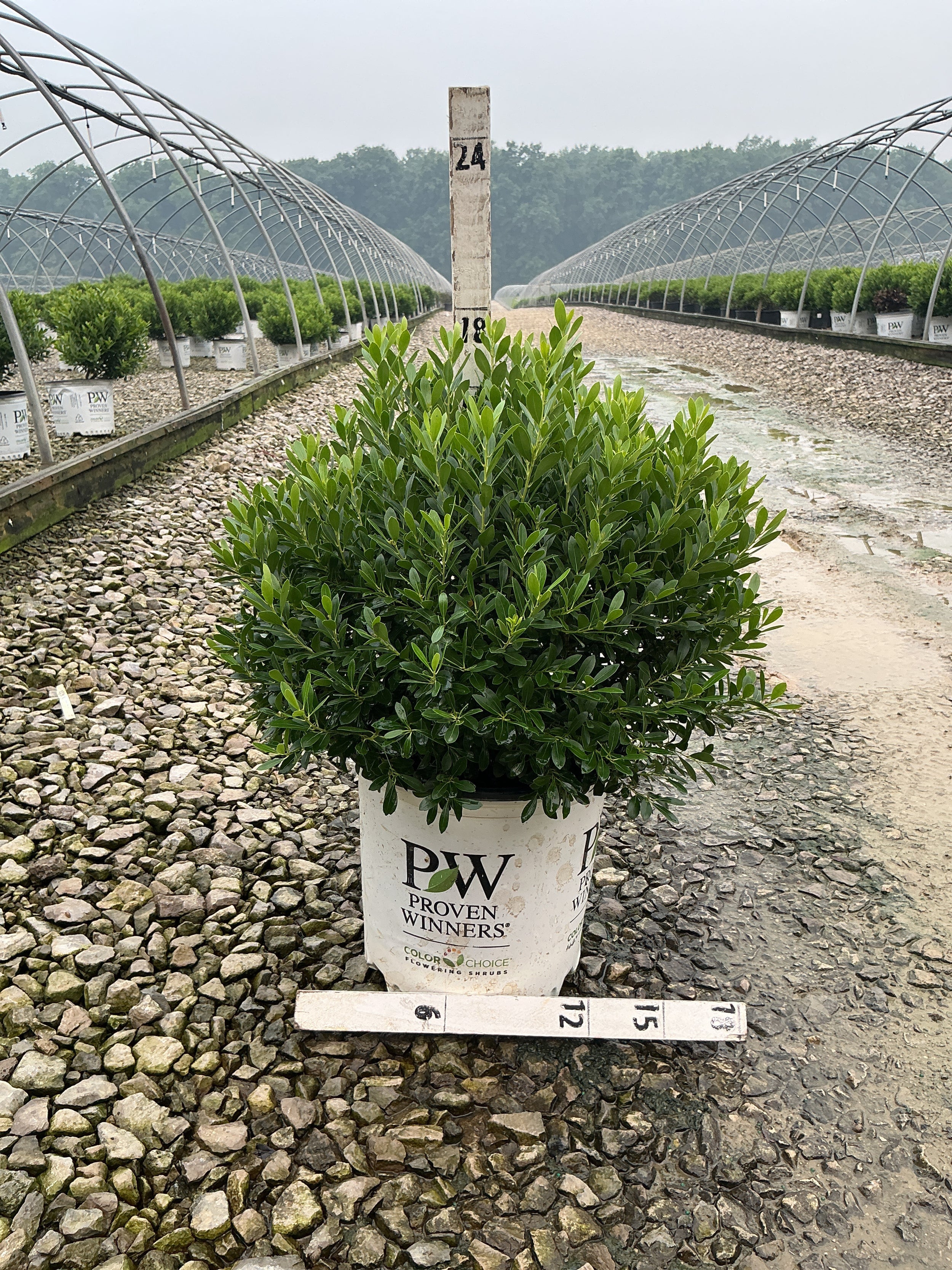 Ilex glabra 'Strong Box'