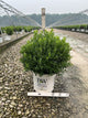 Ilex glabra 'Strong Box'