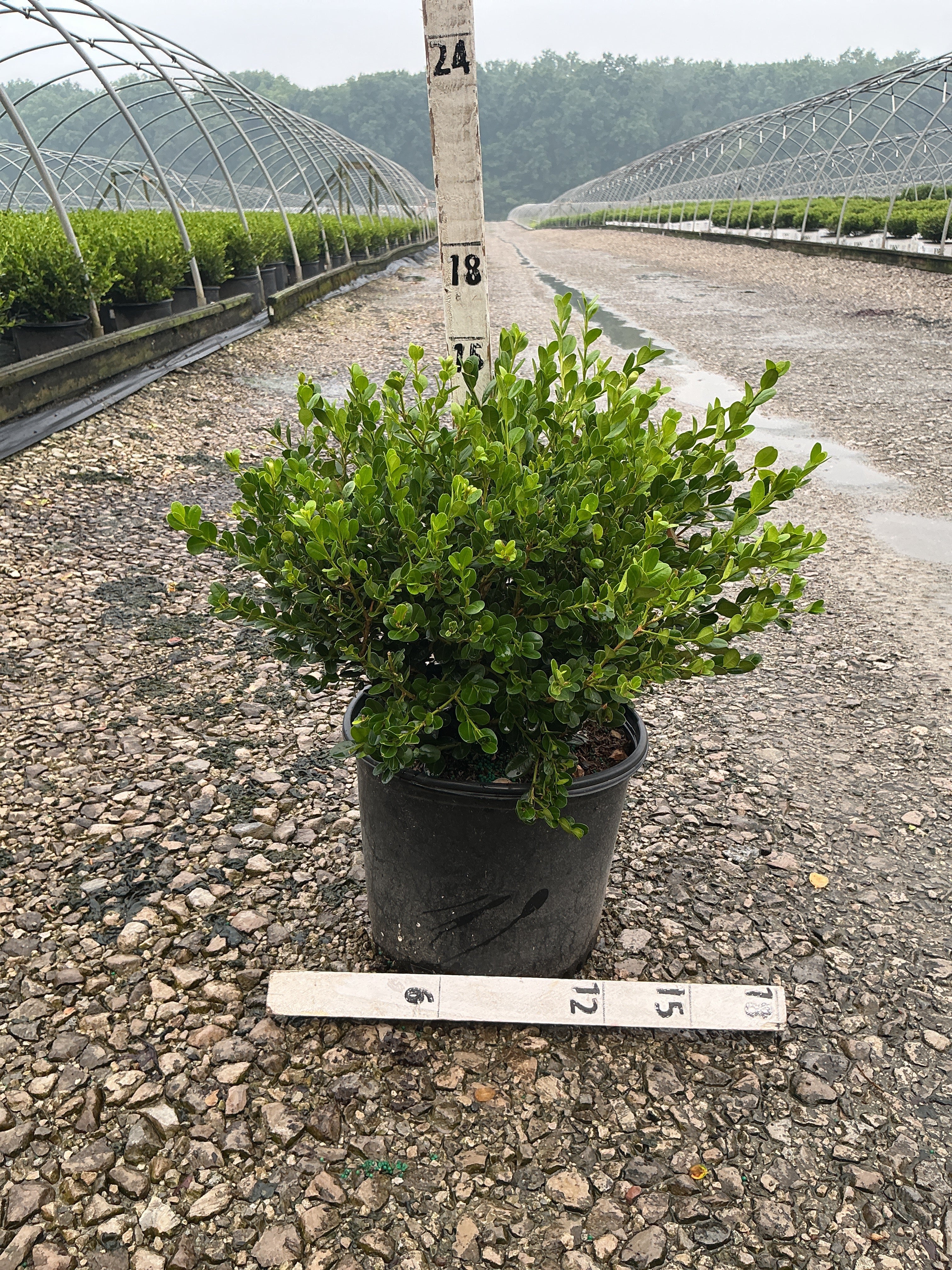 Buxus microphylla 'Winter Gem'