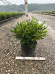 Buxus microphylla 'Winter Gem'