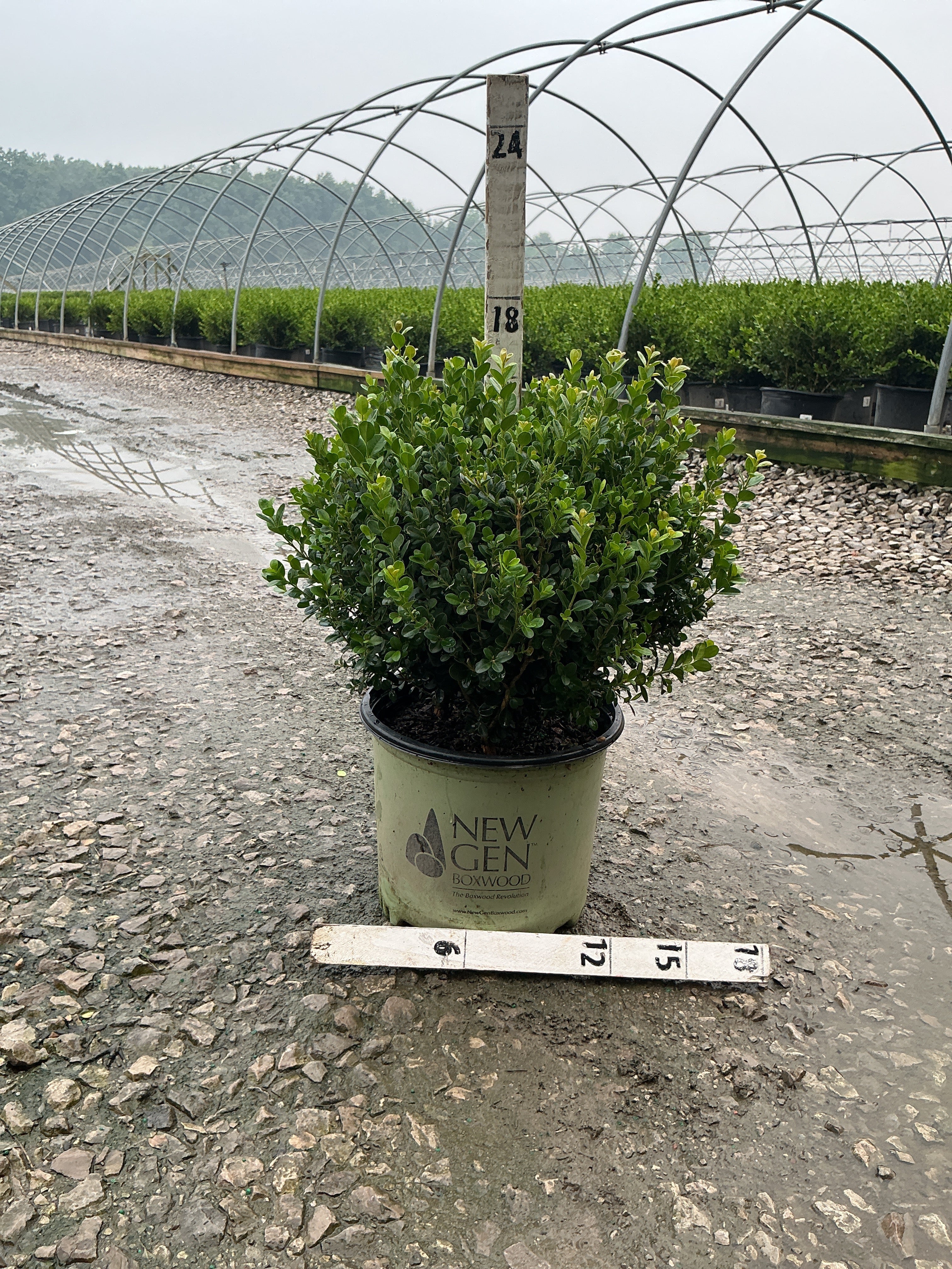 Buxus newgen 'Freedom'