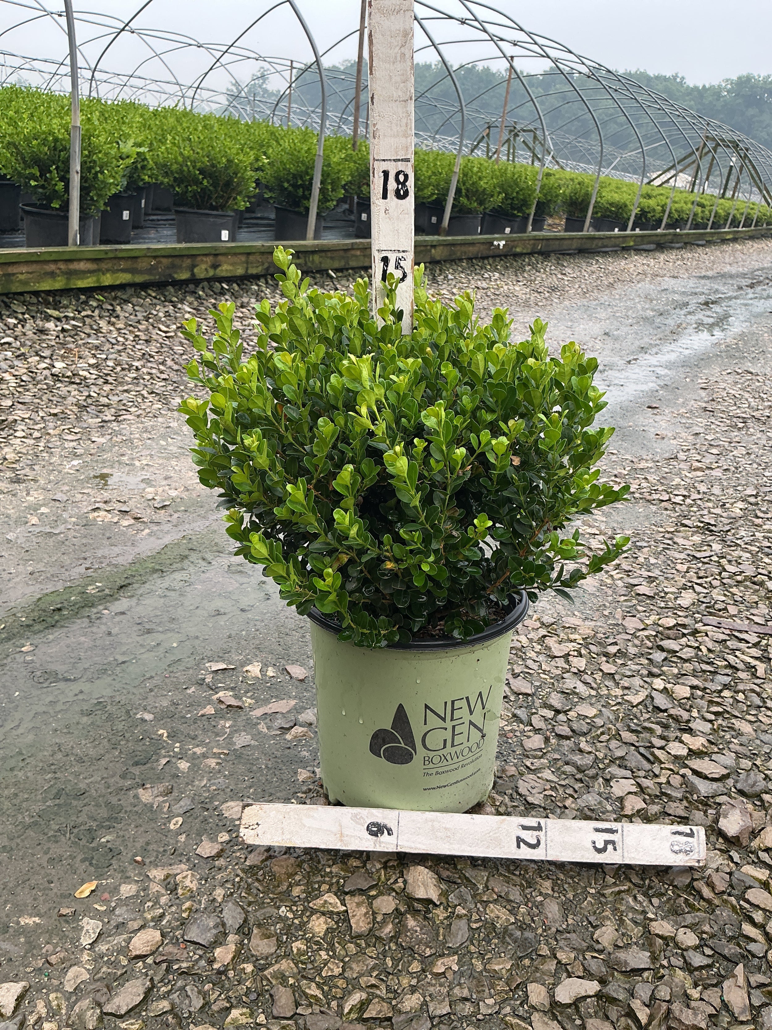 Buxus newgen 'Freedom'