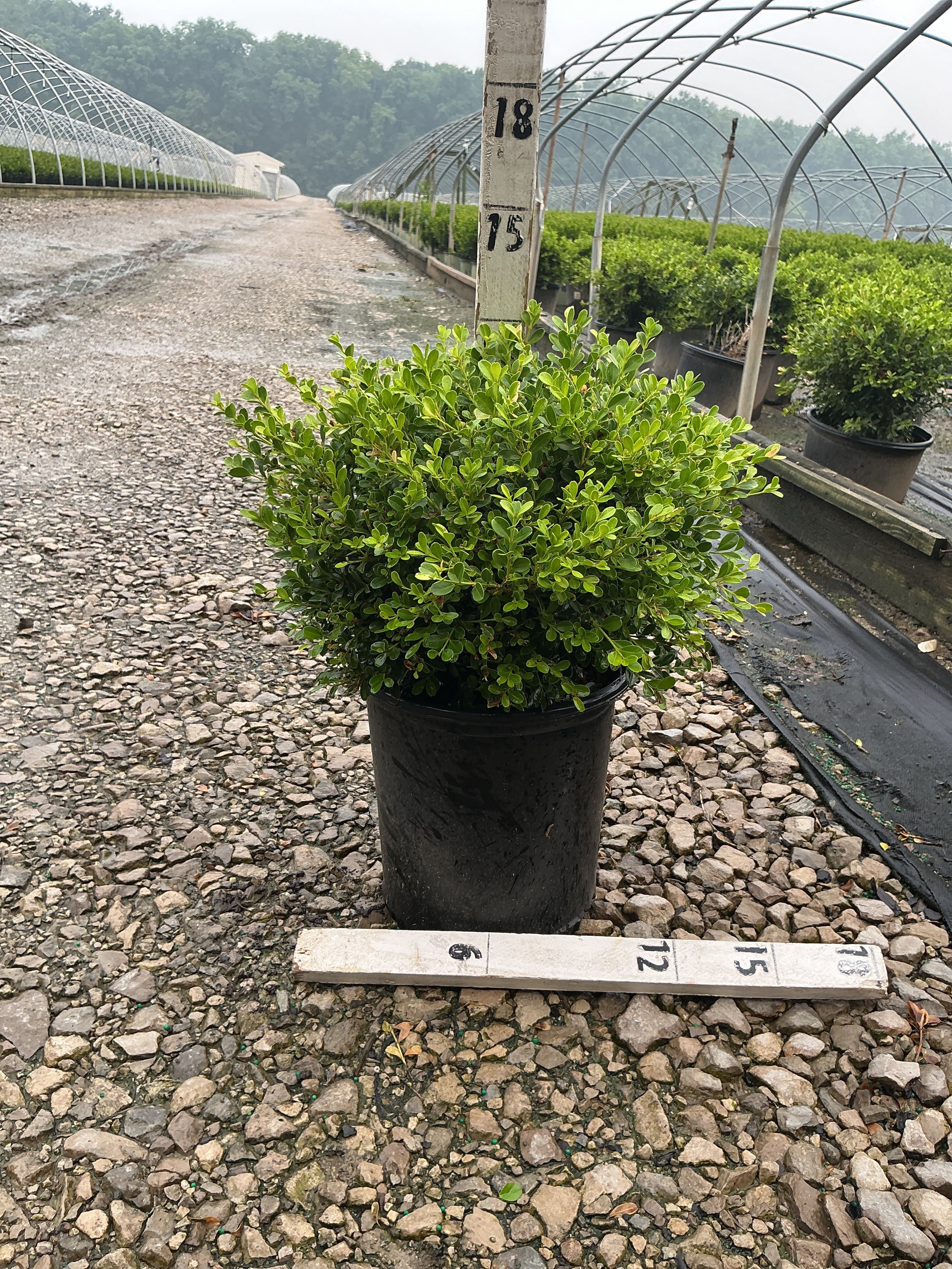 Buxus microphylla 'Franklin's Gem'