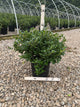 Ilex x meserveae 'China Boy'