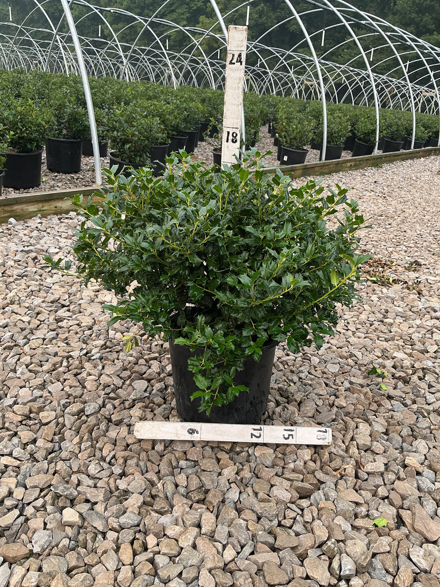 Ilex x meserveae 'China Boy' â€” G3 15