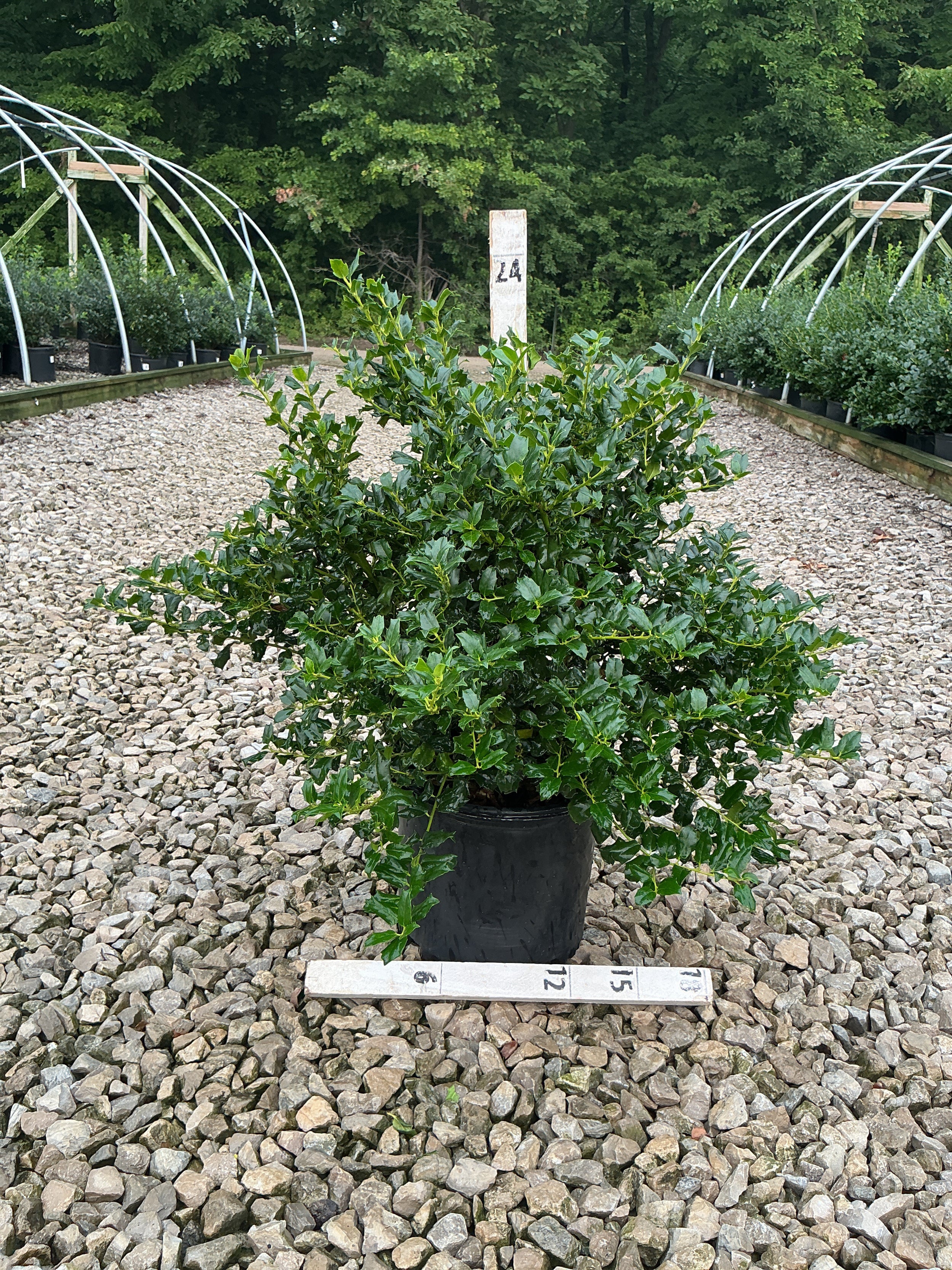 Ilex x mes. 'China Dynasty'