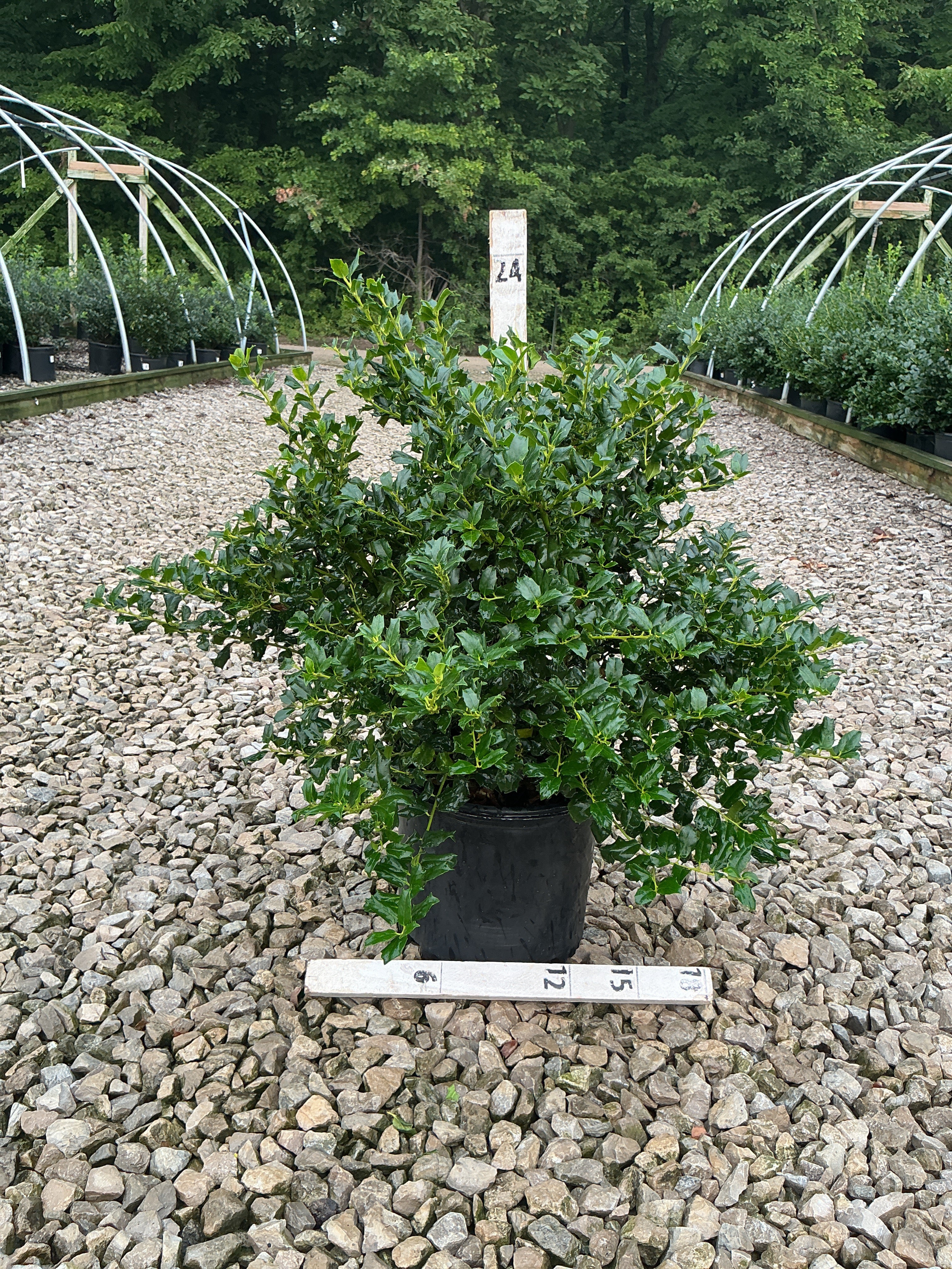 Ilex x mes. 'China Dynasty'