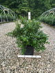 Ilex x mes. 'China Dynasty'