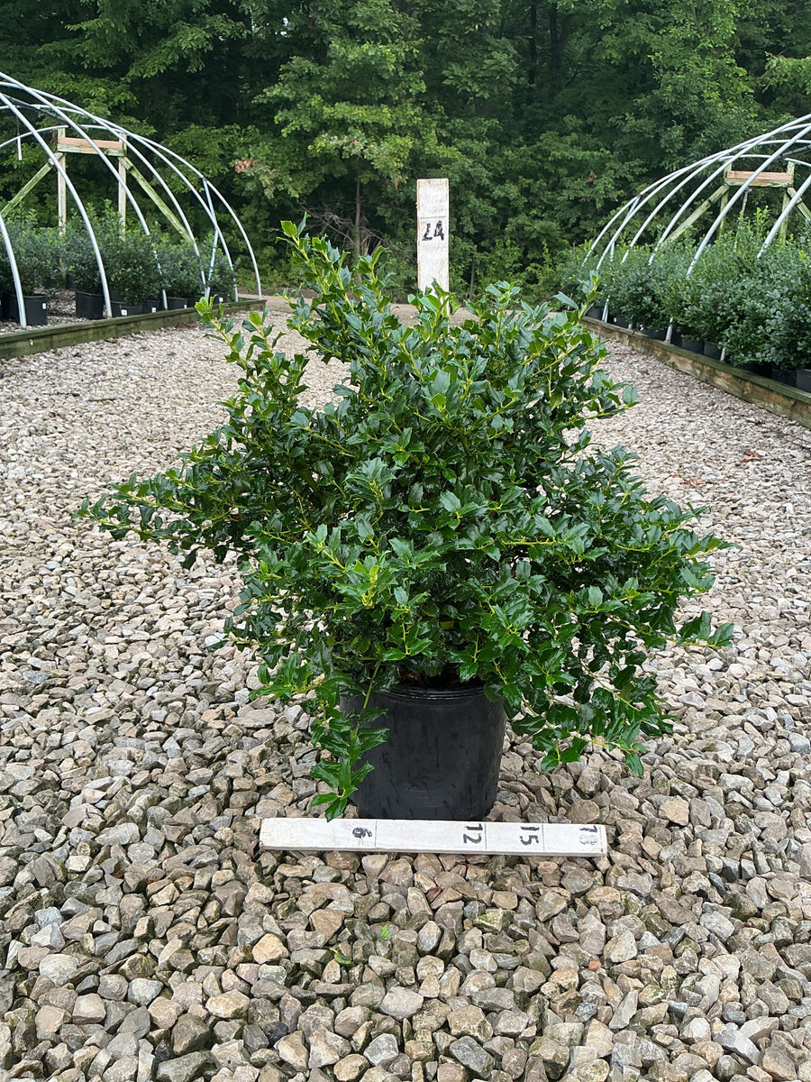 Ilex x mes. 'China Dynasty' â€” G3 15
