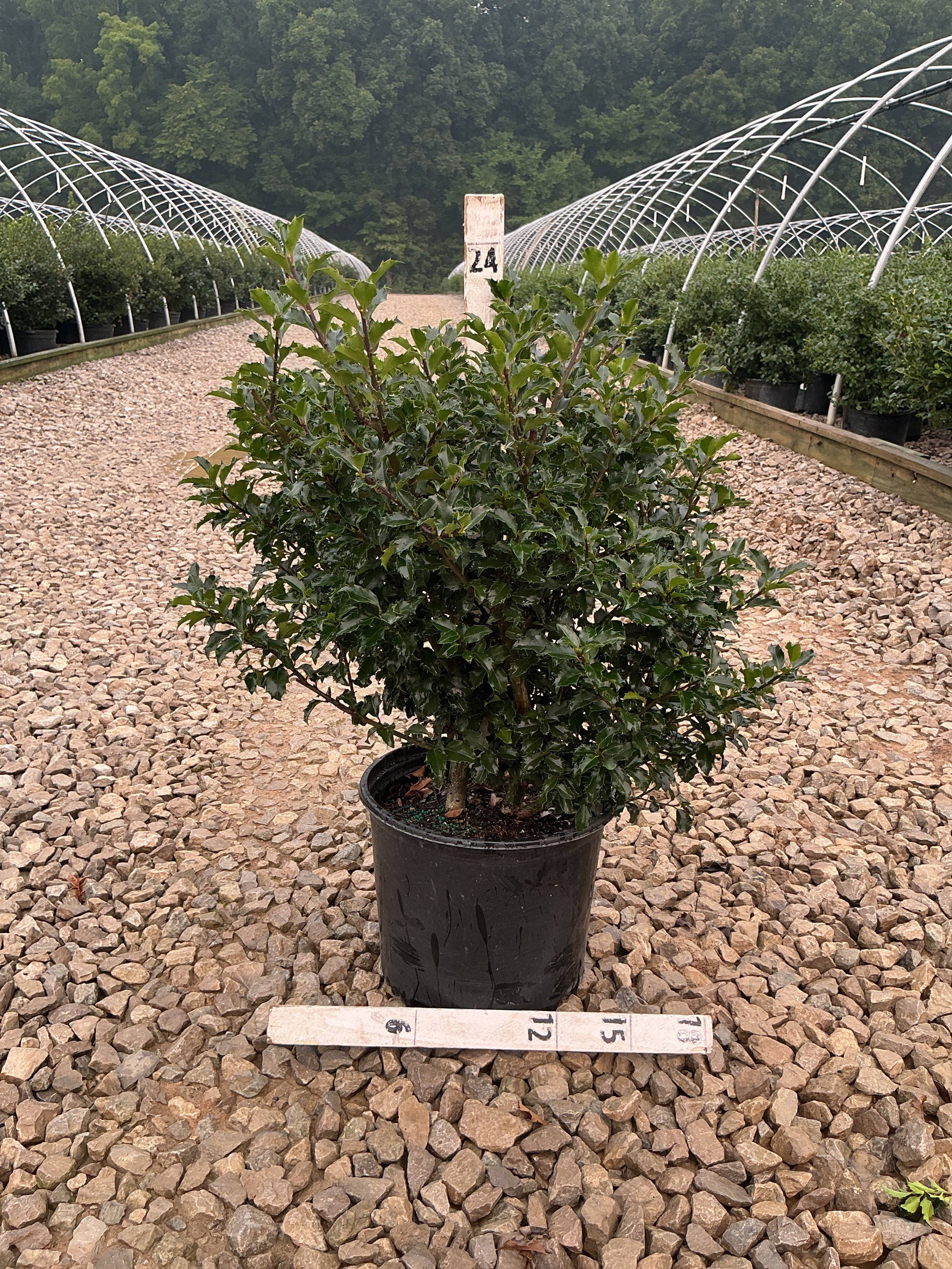 Ilex x meserveae 'Blue Princess'