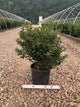Ilex x meserveae 'Blue Princess'