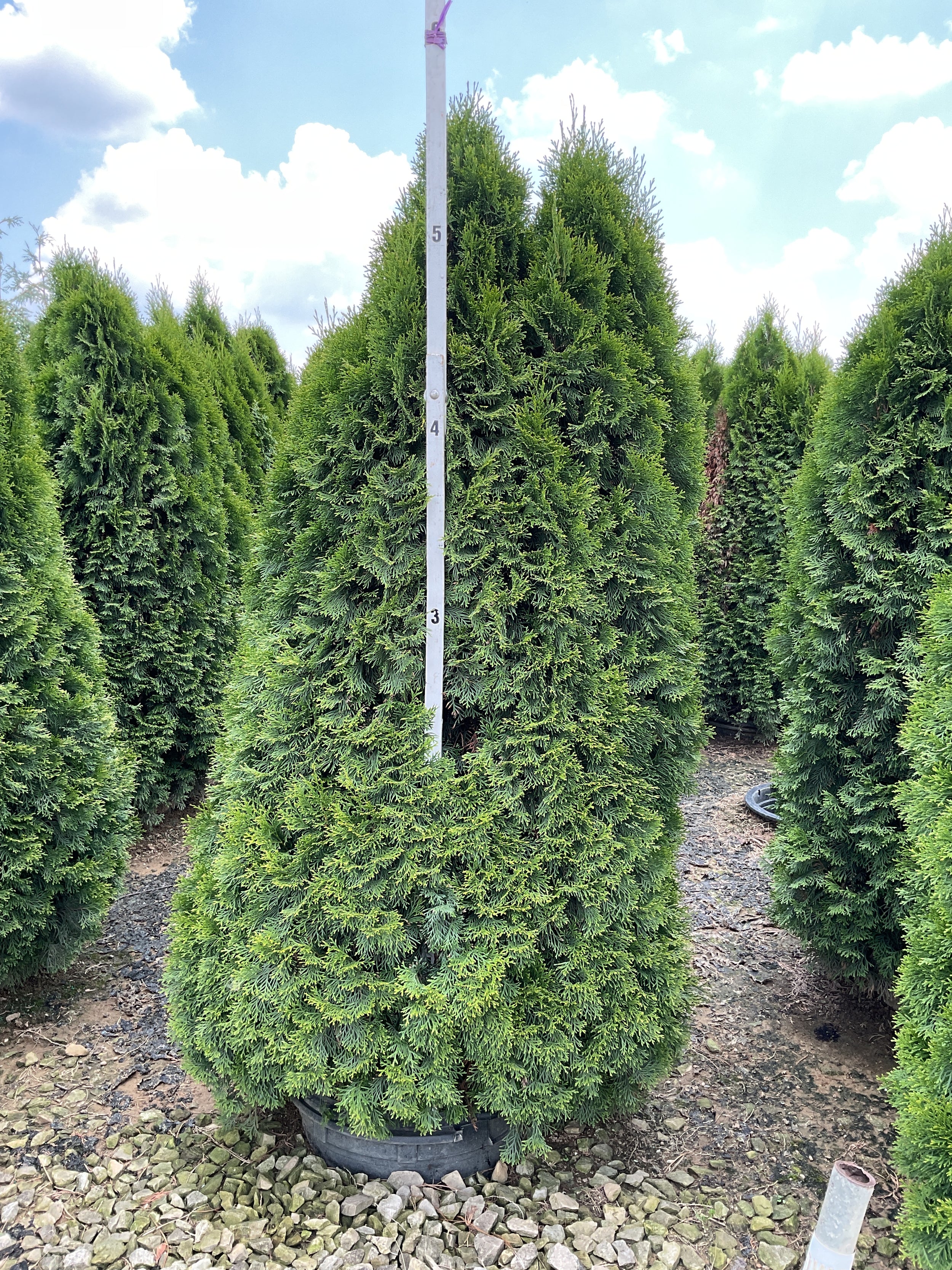 Thuja occidentalis 'Smaragd'