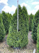 Thuja occidentalis 'Smaragd'