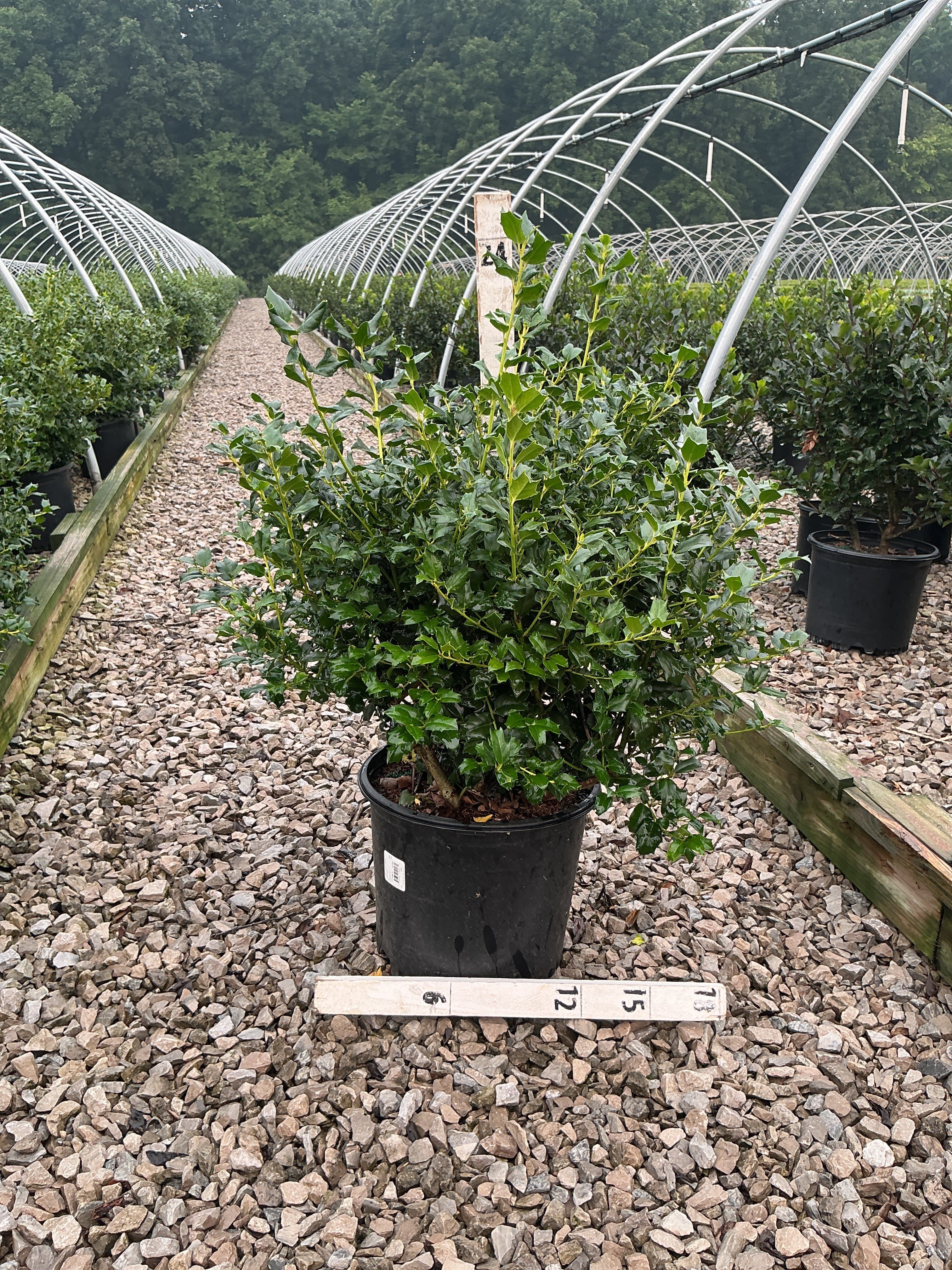 Ilex x meserveae 'China Girl'