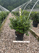 Ilex x meserveae 'China Girl'