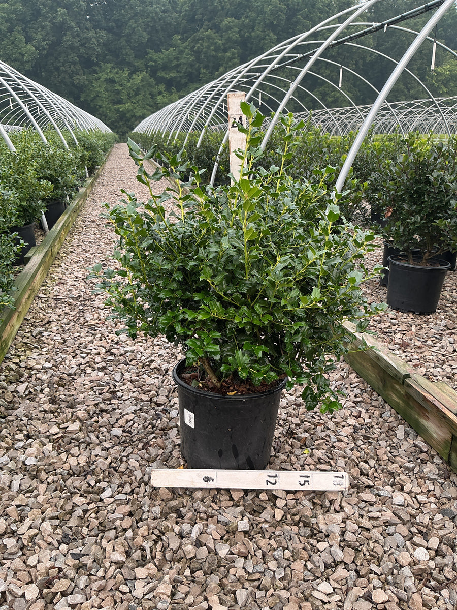 Ilex x meserveae 'China Girl' â€” G3 15