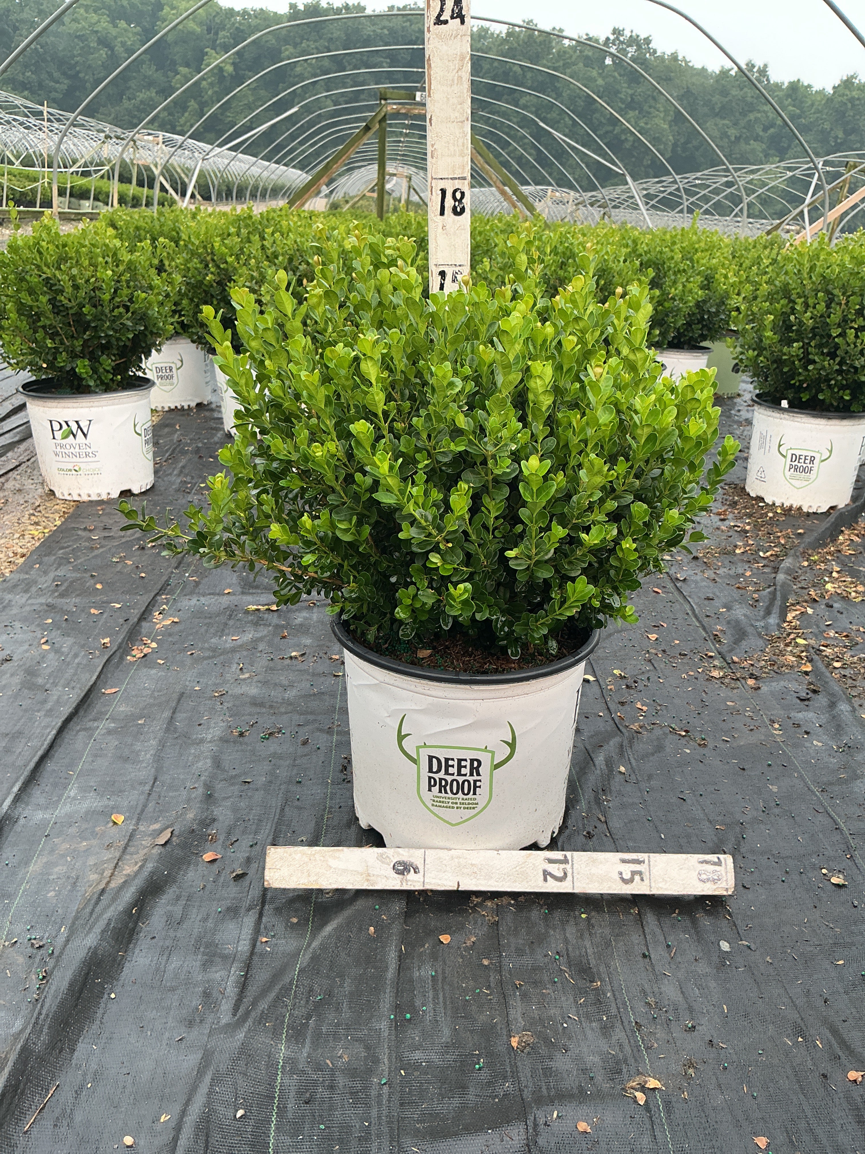 Buxus microphylla 'Sprinter'