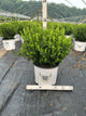 Buxus microphylla 'Sprinter'