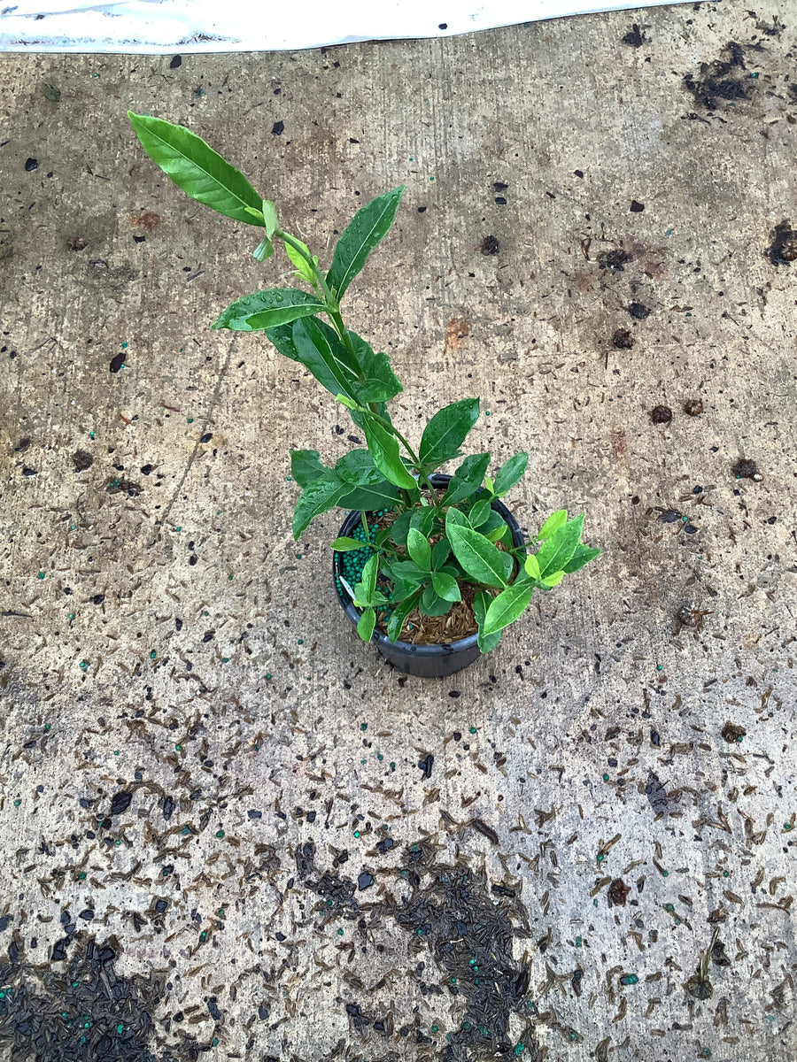 Gardenia jasminoides 'August Beauty' â€” QT